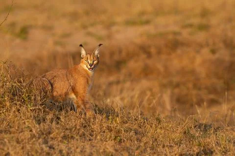 Caracal Stock Photos