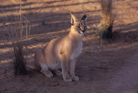 Caracal Stock Photos
