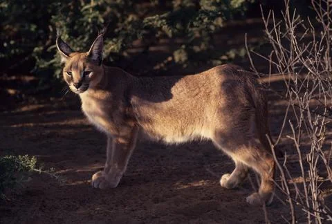 Caracal Stock Photos