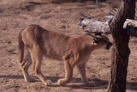Caracal Stock Photos