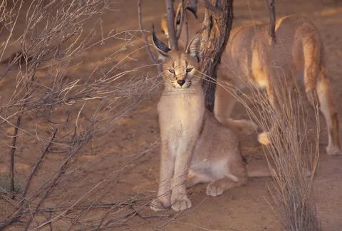 Caracal Stock Photos