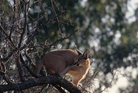 Caracal Stock Photos