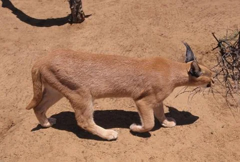 Caracal Stock Photos
