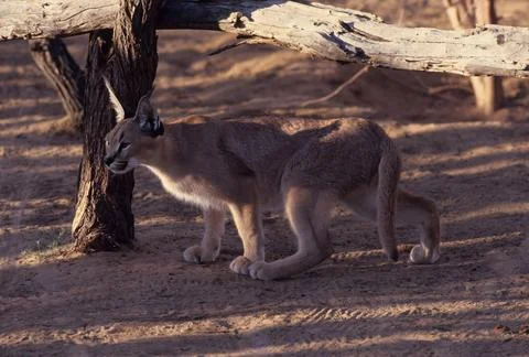 Caracal Stock Photos
