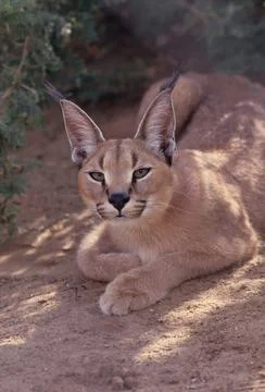 Caracal Stock Photos