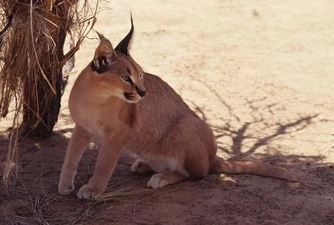 Caracal Stock Photos