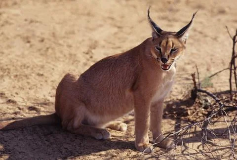 Caracal Stock Photos
