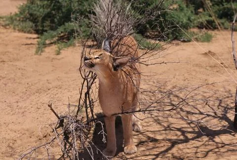 Caracal Stock Photos