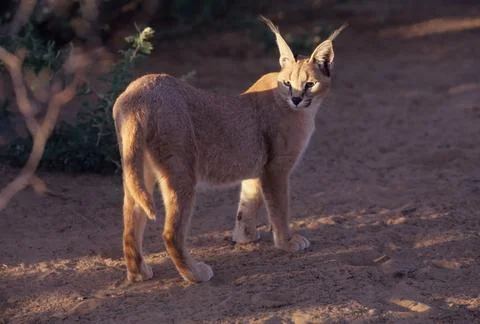 Caracal Stock Photos