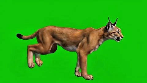 Caracal running continuously front face view one way of the middle point in Video stock 318390811
