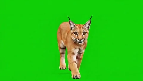 Caracal running continuously front face view one way of the middle point in Stock Footage 318390812