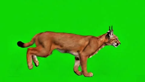 Caracal running continuously front face view 動画素材 318390814