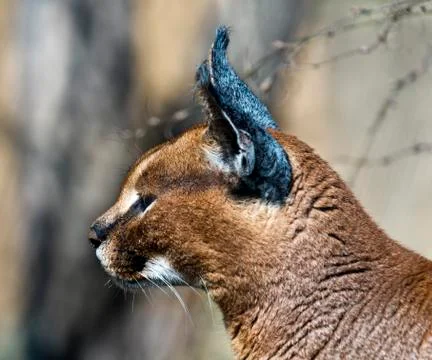 Caracal. Side view Foto stock