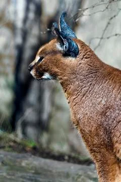 Caracal. Side view Stock Photos