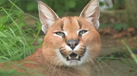 Caracal wild cat close up! Stock Footage 64158706