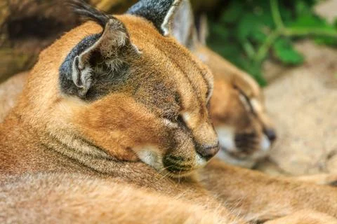 Caracal Wild Cats Stock Photos