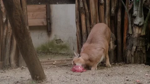 Caracal in the zoo Stock Footage 160343371