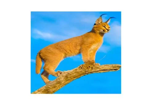 Caracals Stock Photos