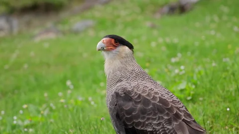 Caracara Bird Close Up Profile with Red Face Stock Footage 331669556