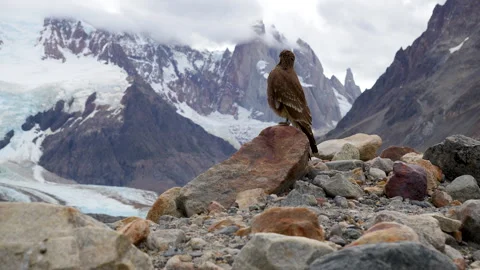 Caracara Bird on a Rocky with the Famous Sharp Mountain Spire of Patagonia 库存影片 343439941