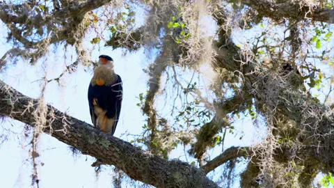 CARACARA ON BRANCH TREE Stock Footage 162938837