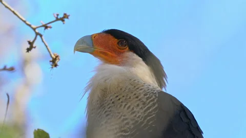 CARACARA CLOSE UP Stock Footage 162934399
