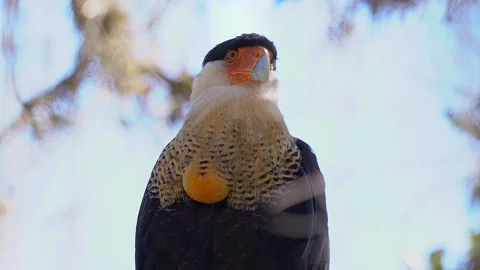 CARACARA CLOSE UP ON TREE Video stock 162937236