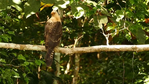 Caracara in Panama perched on empty branch with light wind Stock Footage 123561410