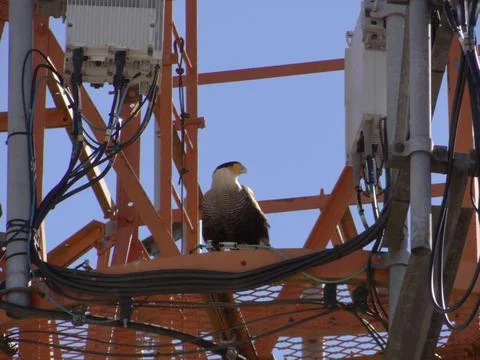 Caracara perched on a telecom tower Foto stock