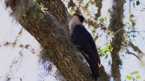 Caracara on Prairie Stock Footage 162995285