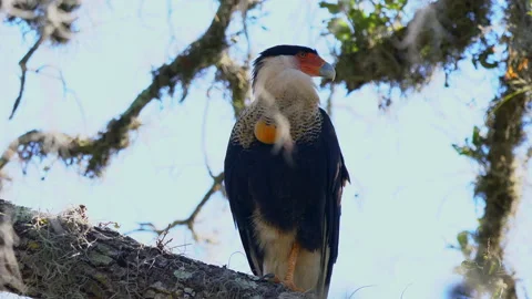 CARACARA ON TREE Video stock 162938600