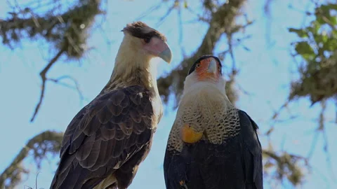 CARACARAS 스톡 동영상 162941867