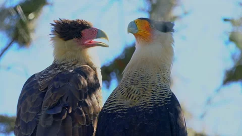CARACARAS ON TREE CLOSE UP Stock Footage 162955330