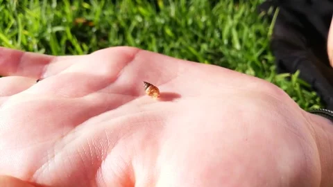 CARACOL 1 Video stock 166773446