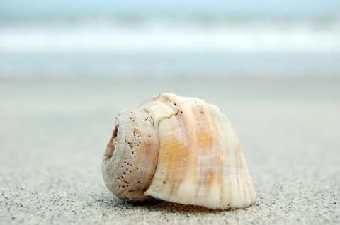 Caracol Stock Photos