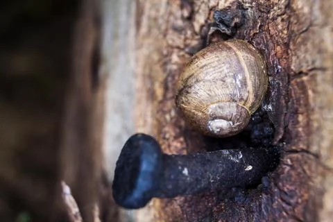 Caracol Stock Photos
