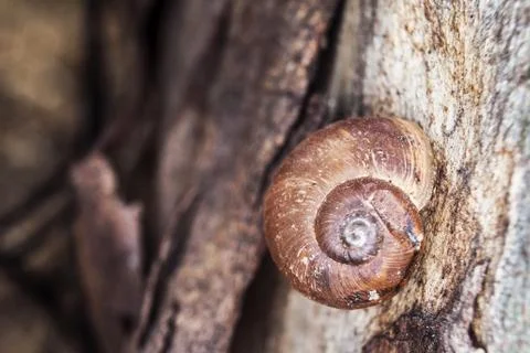 Caracol Stock Photos