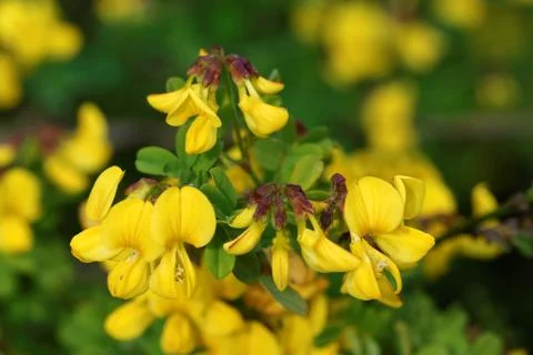Caragana Stock Photos