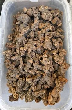 Caragana root displayed in a container for use in natural medicine practice.. Foto stock