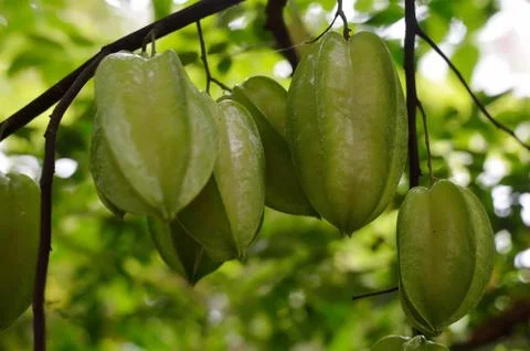 Carambola with Grren background in a tree Stock Photos