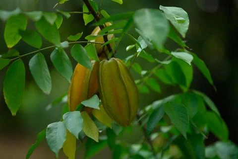 Carambola on a tree, also known as star fruit or 5 fingers Stock Photos