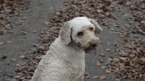 A caramel colored Labradoodle decides to run to his owner. Stock Footage 148286892