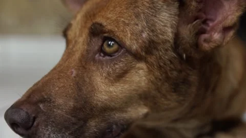 Caramel Dog Stock Footage 320717411