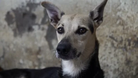 Caramel Dog Stock Footage 320717420