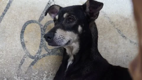 Caramel Dog Stock Footage 320717449