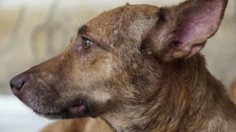 Caramel Dog Stock Footage 320717505