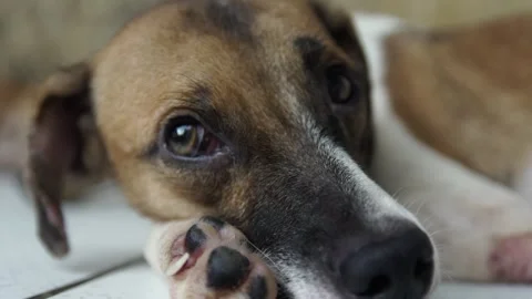 Caramel Dog Stock Footage 320717538