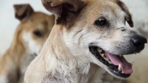 Caramel Dog Stock Footage 320717557