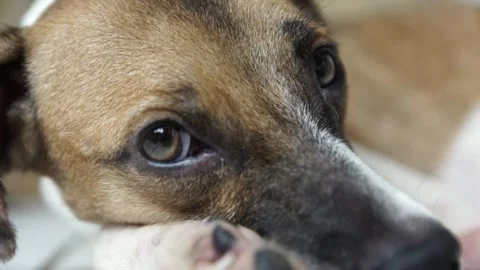 Caramel Dog Stock Footage 320717560