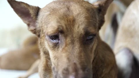 Caramel Dog Stock Footage 320717562